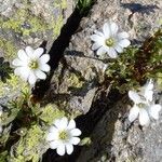 Cerastium soleirolii Λουλούδι