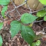 Toxicodendron rydbergii Leaf