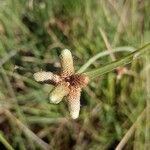 Cyperus laevigatus Flor