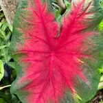 Caladium bicolor Blad