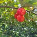 Malpighia glabra Fruit