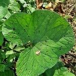 Petasites pyrenaicusBlad