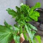 Nasturtium officinaleഇല