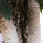 Ficus callosa Bark