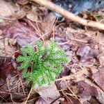 Lycopodium dendroideum Blatt