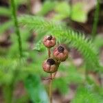 Chimaphila umbellata Frukto