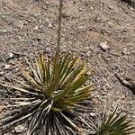 Yucca baccata Hoja