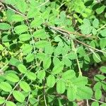 Indigofera heterantha Leaf