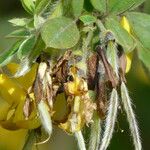 Cytisus villosus Fruit