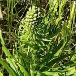 Liatris spicata Blomst