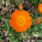 Calendula stellata Fleur