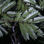 Zygia racemosa Leaf