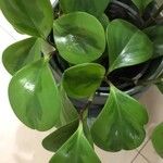 Peperomia magnoliifolia ᱥᱟᱠᱟᱢ