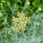 Helichrysum italicum Flower