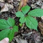 Panax quinquefolius Blad