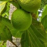 Artocarpus altilisᱡᱚ