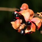 Rhynchosia erythrinoides Gyümölcs