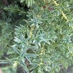 Juniperus drupacea Hostoa