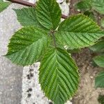 Rubus scaber Leaf