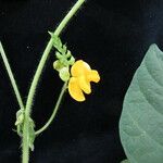 Vigna umbellata 形态