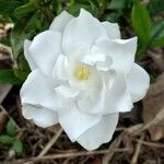Gardenia jasminoides 花