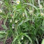 Viola arvensis ശീലം