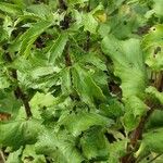 Eryngium planum Leaf