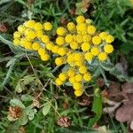 Helichrysum arenariumFlor