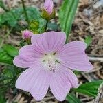 Malva moschataКветка