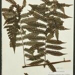 Cyathea cyatheoides Folla