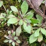 Draba verna Leaf