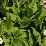 Cypripedium reginae Blad