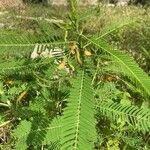 Sesbania herbacea Folla