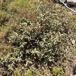 Phlomis cretica Habit