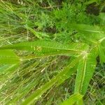 Dipsacus fullonum Leaf