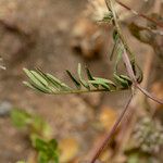 Hippocrepis multisiliquosa Foglia