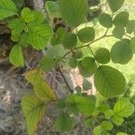 Rubus ellipticus Leaf