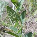 Aristolochia pallida ᱥᱟᱠᱟᱢ