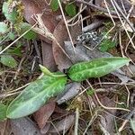 Erythronium oregonum ഇല