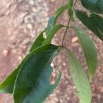 Zanthoxylum rhoifolium Leaf
