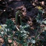 Hypecoum procumbens Fruit