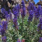 Echium thyrsiflorum Žiedas