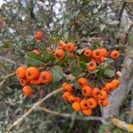 Pyracantha coccinea 果