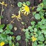 Ranunculus ficariaFlower