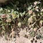 Silene uniflora عادت داشتن