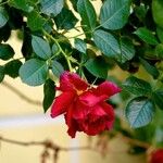 Rosa cinnamomea Květ