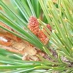 Pinus cembra Blüte