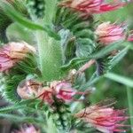 Echium boissieri Cvijet