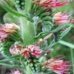 Echium boissieri Flower