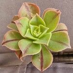 Aeonium leucoblepharumYaprak